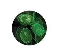 składniki w produktach Mary Kay